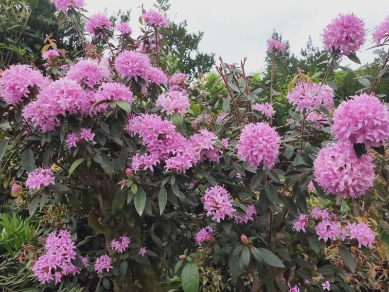 杜鹃桩四季常青景观花卉盆栽绿化植物