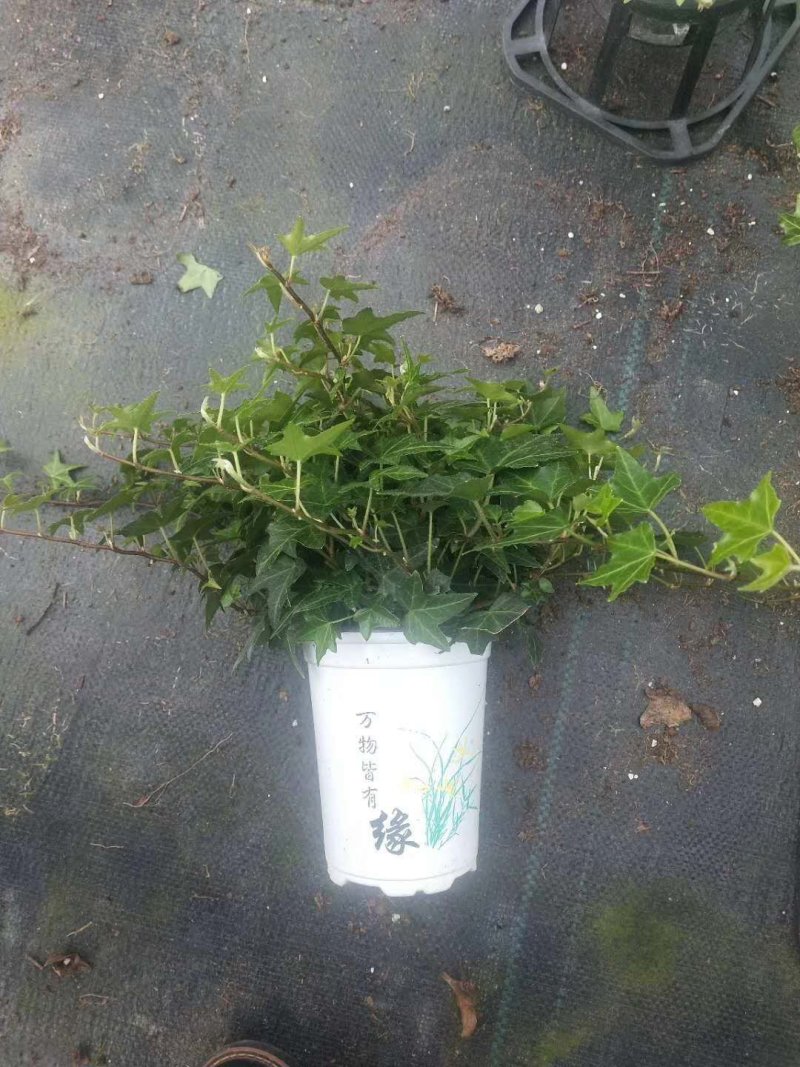 常春藤观叶绿植四季常青生命力强