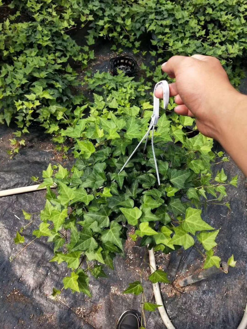 常春藤观叶绿植四季常青生命力强