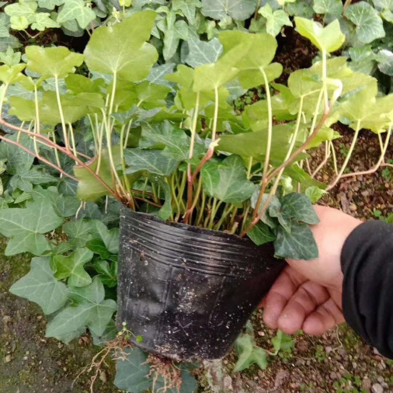 常春藤观叶绿植四季常青生命力强