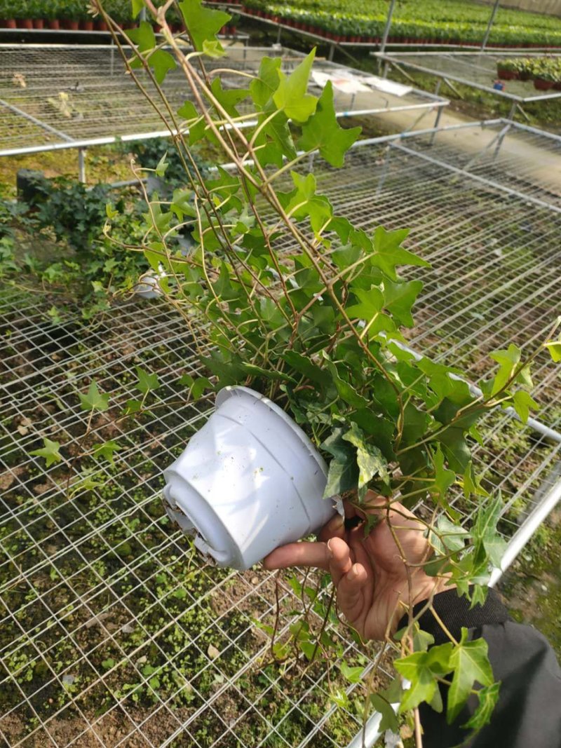 常春藤观叶绿植四季常青生命力强