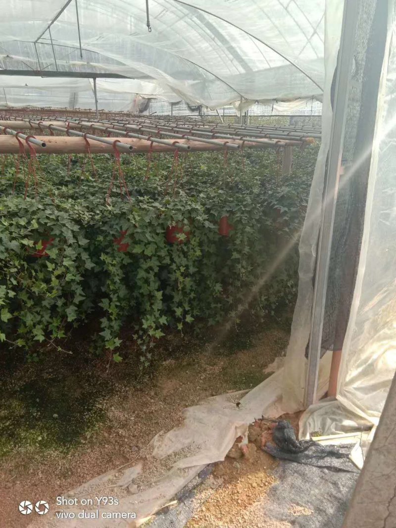 常春藤观叶绿植四季常青生命力强