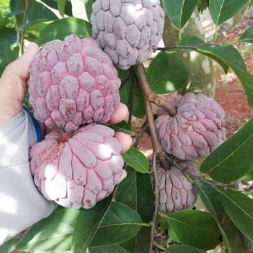 红皮释迦果苗大量有现货