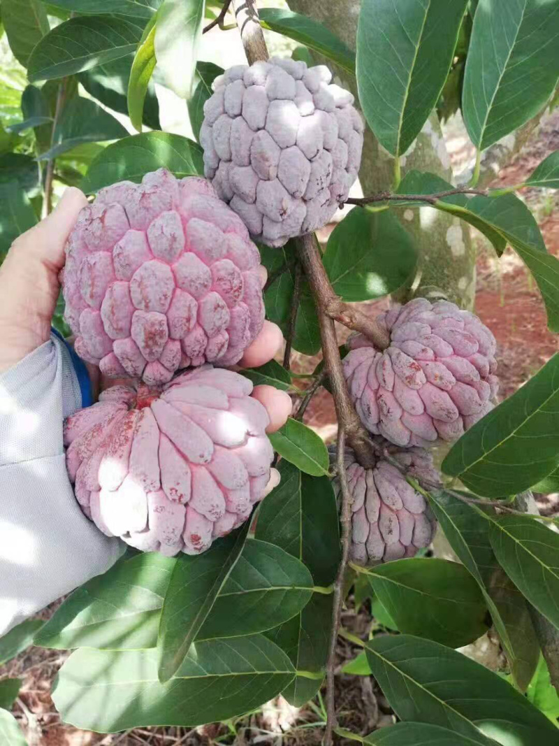 红皮释迦果苗大量有现货