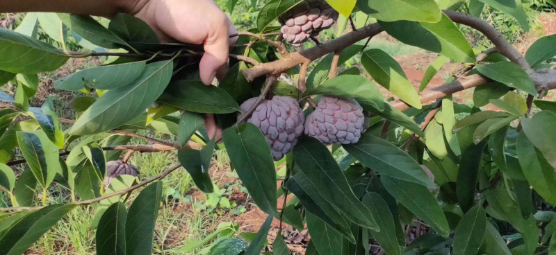 红皮释迦果苗大量有现货
