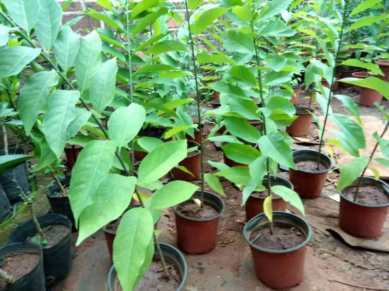 红皮释迦果苗大量有现货