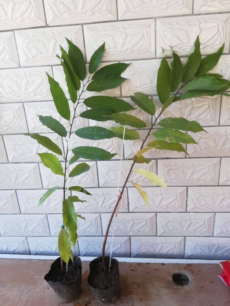 红皮释迦果苗大量有现货