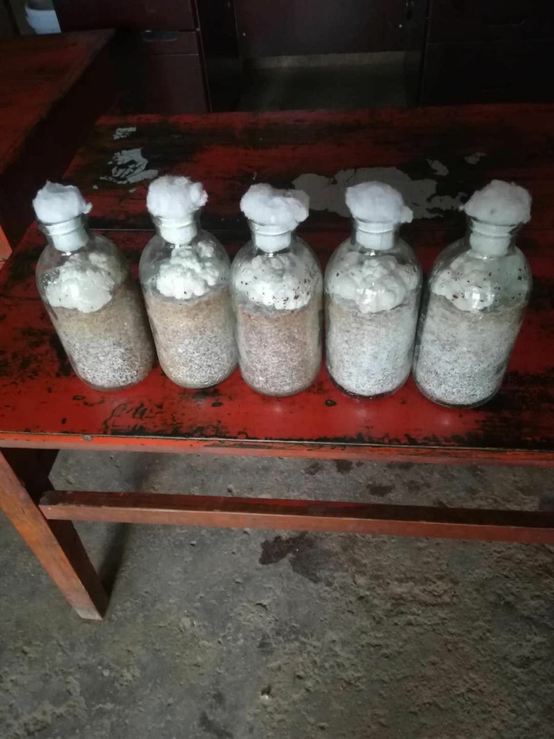 金耳菌种新鲜金耳长期供应