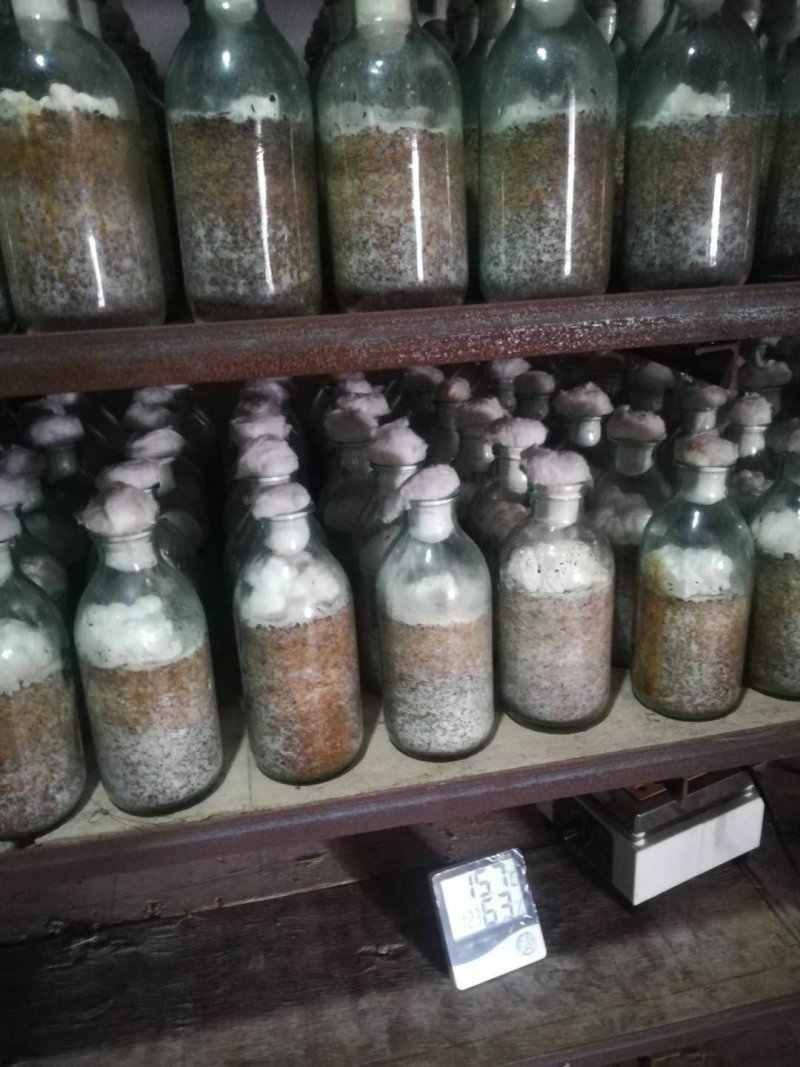 金耳菌种新鲜金耳长期供应