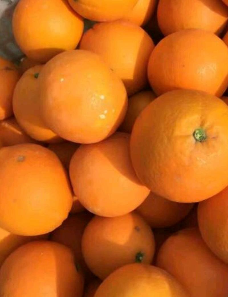 新宁精品脐橙65-95果