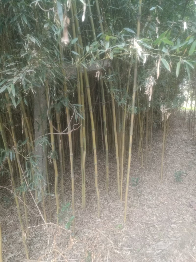 竹子