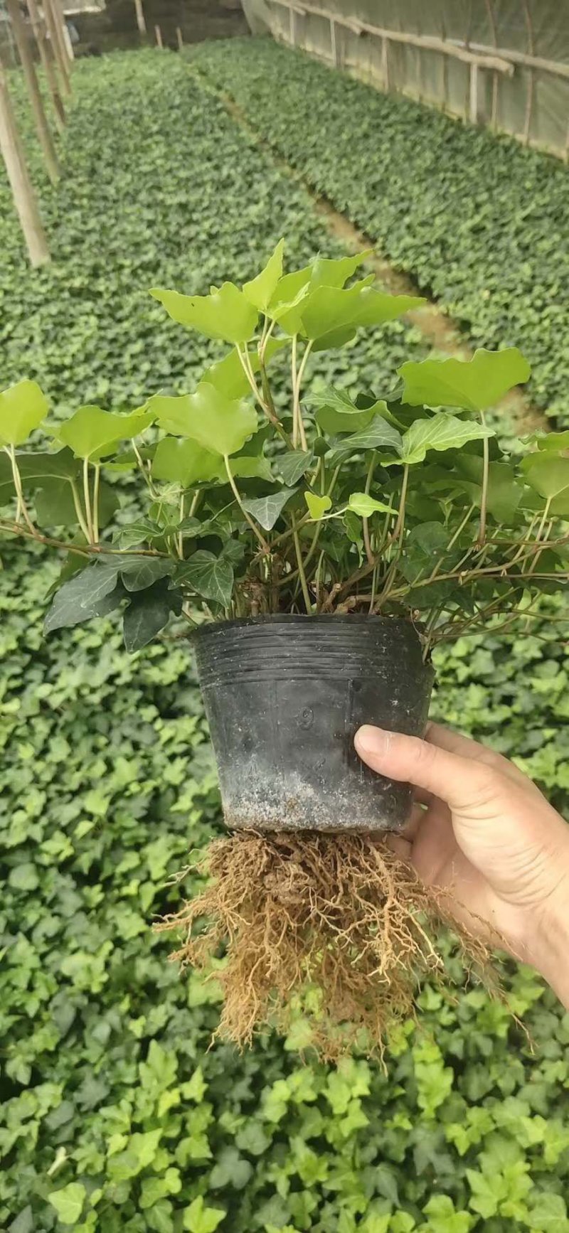 常春藤观叶绿植四季常青生命力强