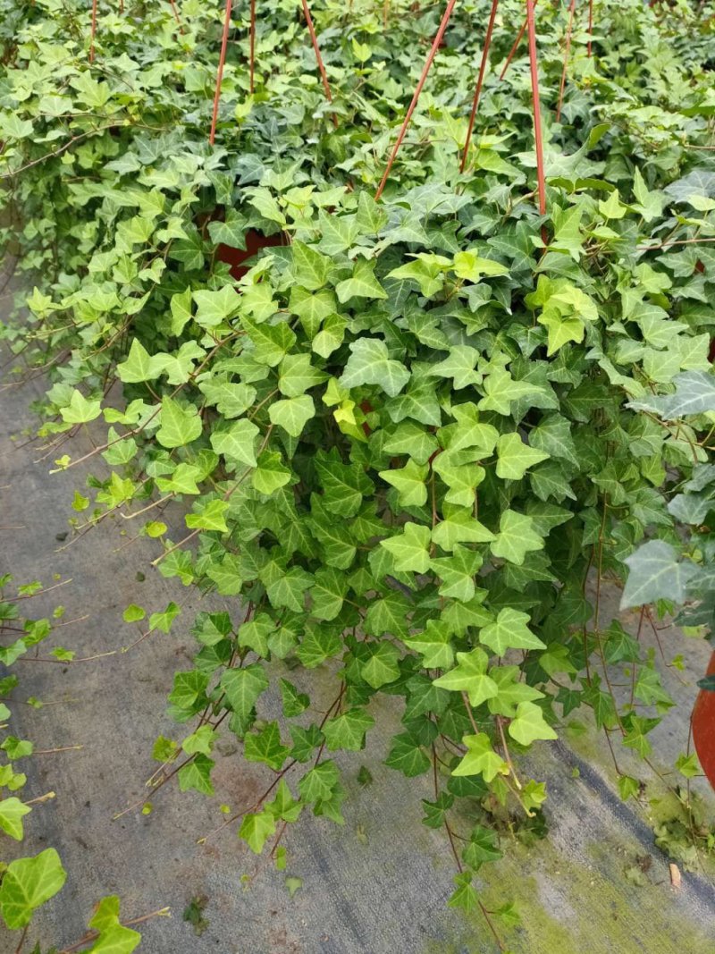 常春藤观叶绿植四季常青生命力强
