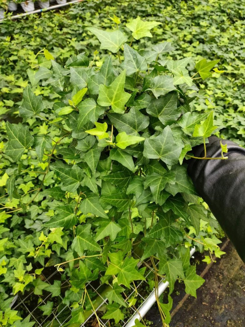 常春藤观叶绿植四季常青生命力强