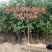花椒苗，盆栽地栽，南北方当年结果，大红袍花椒树