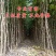 花椒苗，盆栽地栽，南北方当年结果，大红袍花椒树