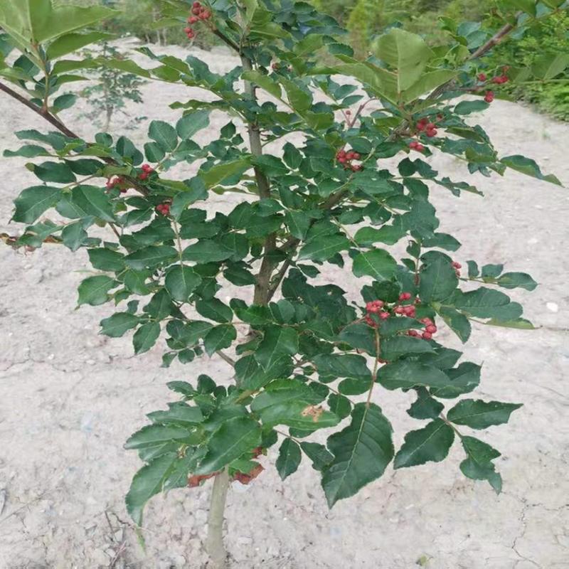 花椒苗，盆栽地栽，南北方当年结果，大红袍花椒树