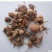 珠子参，扣子七，常年批发供应冷背中药材