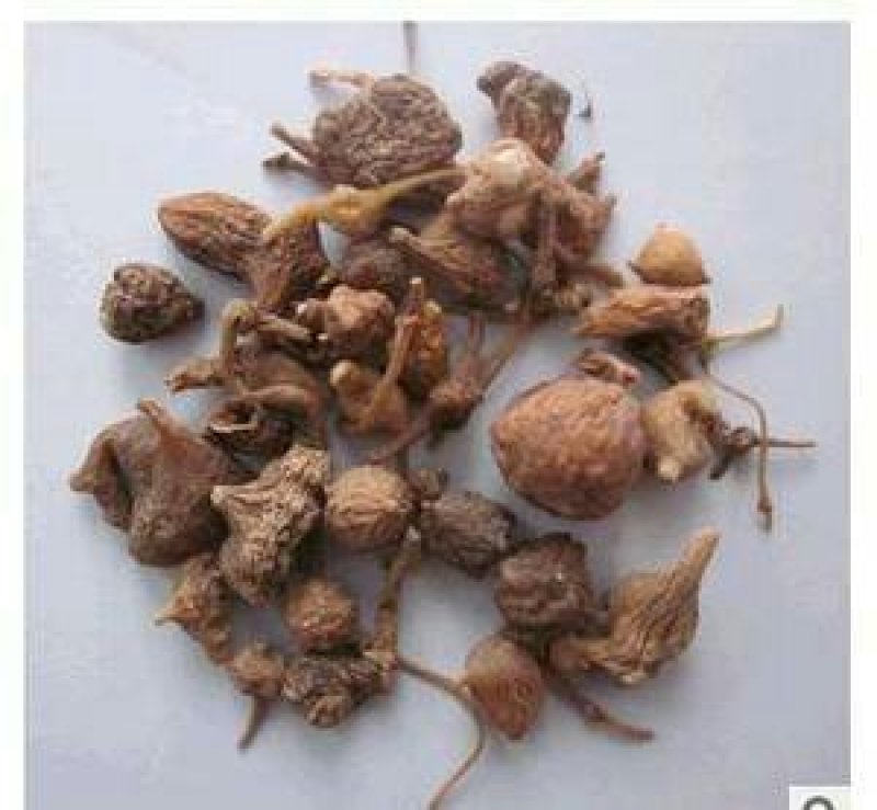 珠子参，扣子七，常年批发供应冷背中药材
