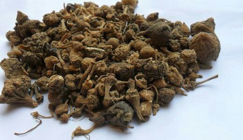 珠子参，扣子七，常年批发供应冷背中药材