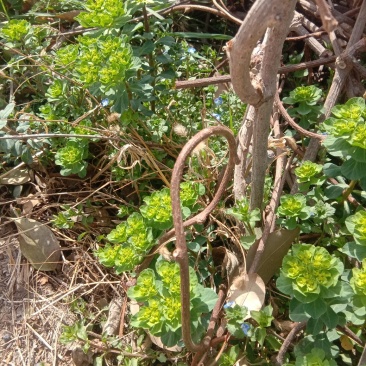 泽漆