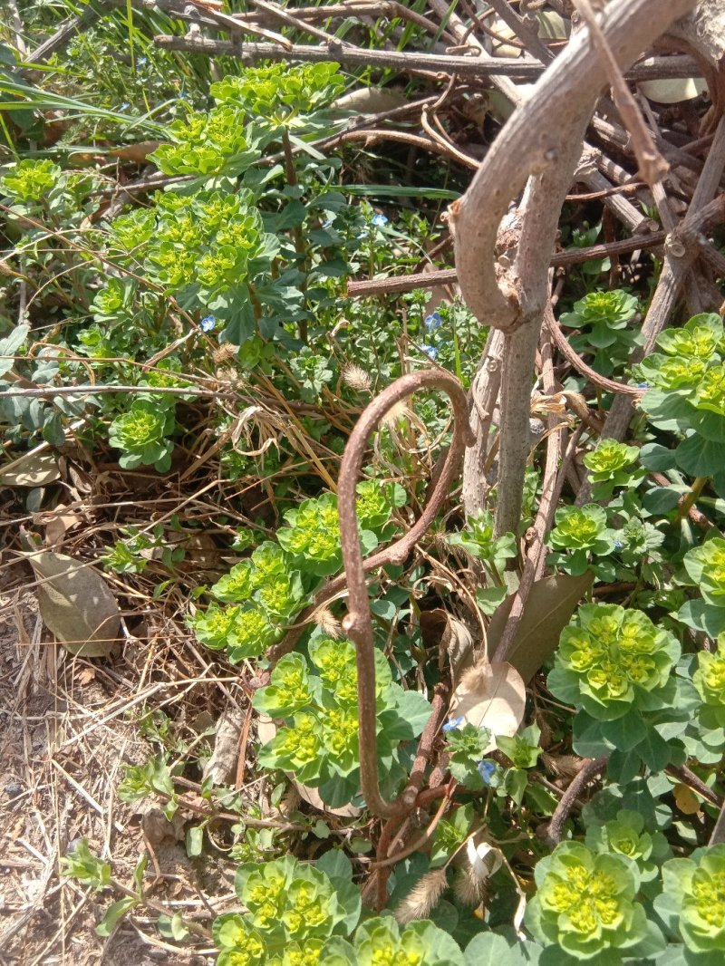 泽漆
