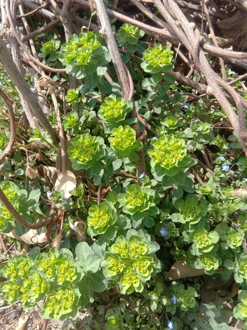 泽漆