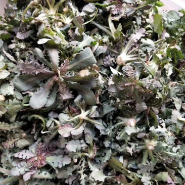 苦碟子，苦菜，小苦菜，苦麻子，东北特产，山野菜