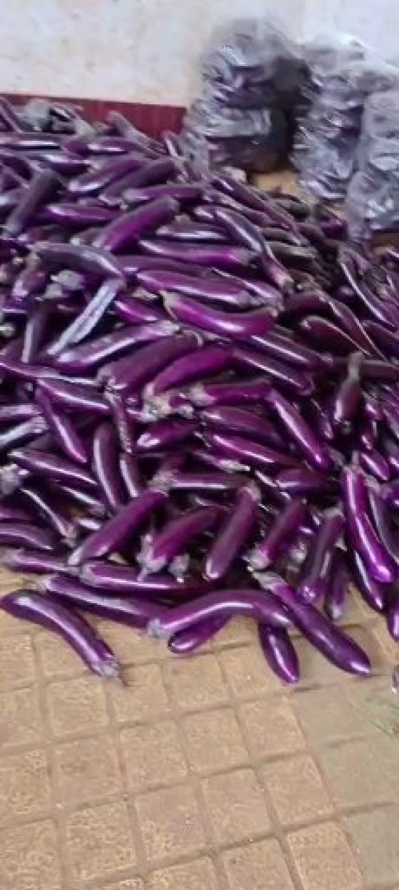 茄子、长紫红茄、烧烤茄、精品茄子现已大量上市中，欢迎订购