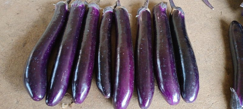 茄子、长紫红茄、烧烤茄、精品茄子现已大量上市中，欢迎订购