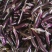 茄子、长紫红茄、烧烤茄、精品茄子现已大量上市中，欢迎订购
