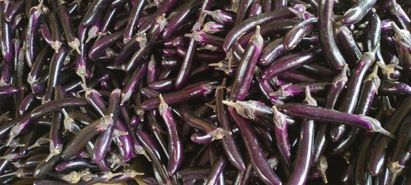 茄子、长紫红茄、烧烤茄、精品茄子现已大量上市中，欢迎订购