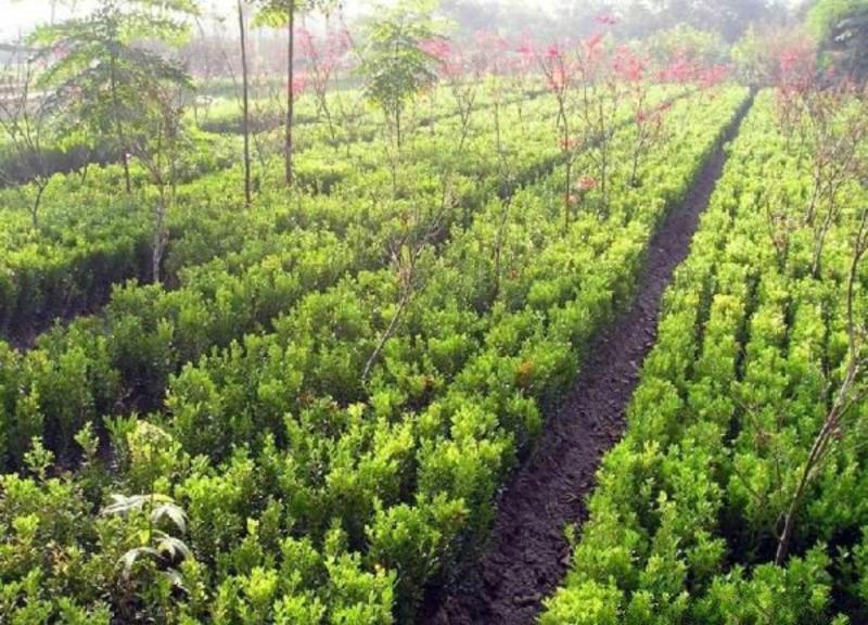 黄杨常年批发供应价格优惠苗圃直销基地大量出售