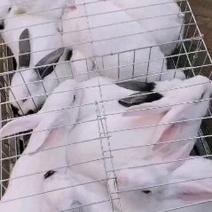 【热卖】比利时肉兔自家养殖视频欢迎采购