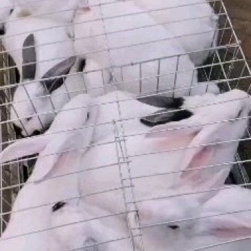 【热卖】比利时肉兔自家养殖视频看货欢迎采购