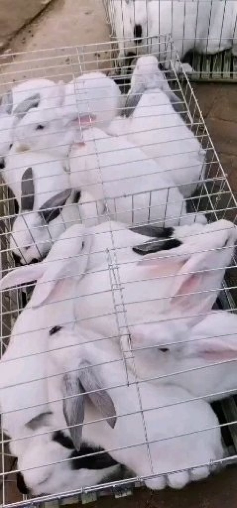 【热卖】比利时肉兔自家养殖视频看货欢迎采购