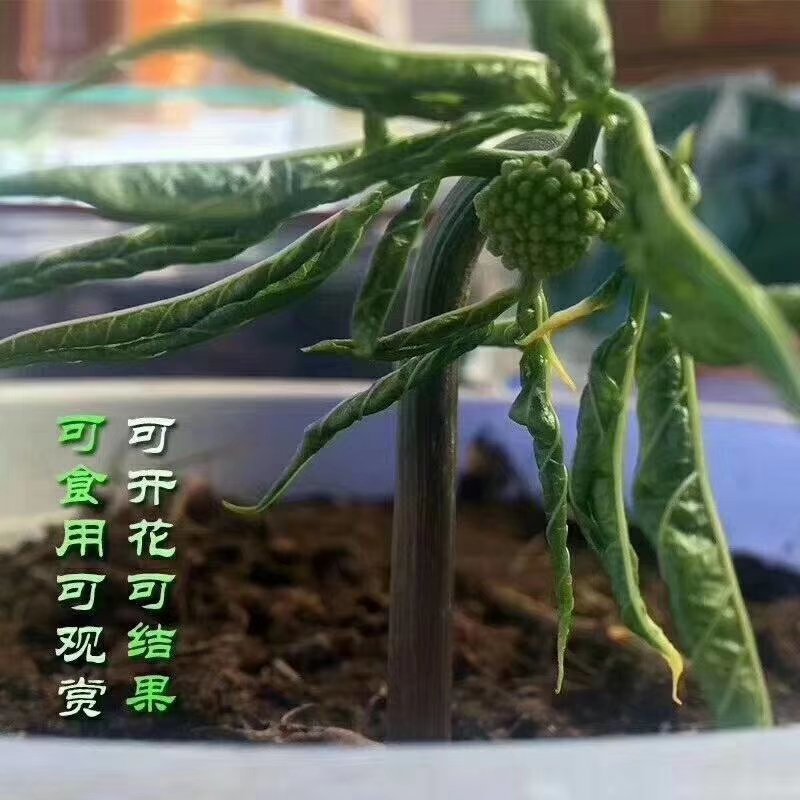 长白山人参买回去就能种包教包会，成活率百分之九十五以上