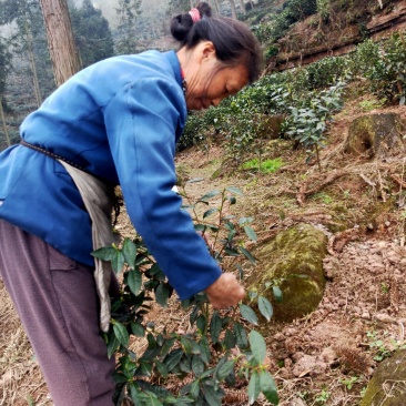2020峨眉半山绿茶茶香四溢毛尖茶