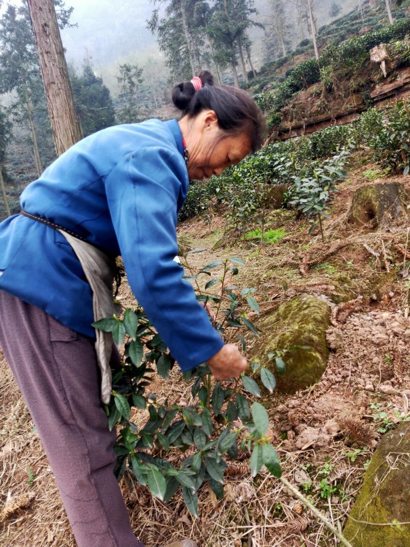 2020峨眉半山绿茶茶香四溢毛尖茶