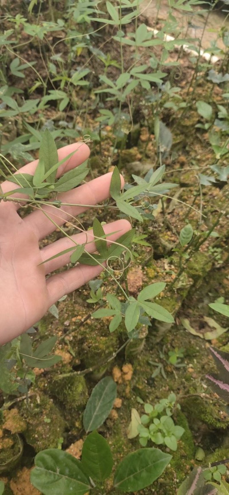 百香果苗子百香果苗香蕉百香果苗百香果苗