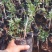 无刺花椒苗~基地直销，纯嫁接无刺花椒树苗