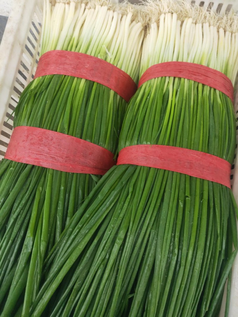 蔬菜代收