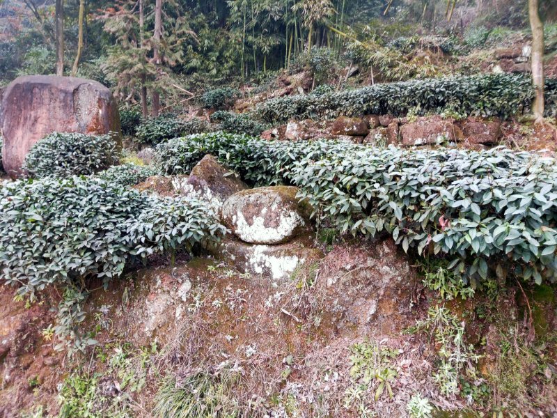 2020峨眉半山绿茶茶香四溢毛尖茶