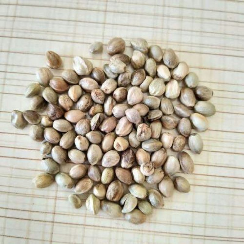 火麻仁，常年批发供应火麻仁，中药材