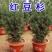 正宗曼地亚红豆杉盆栽苗室内四季绿植吸甲醛绿植耐寒植物