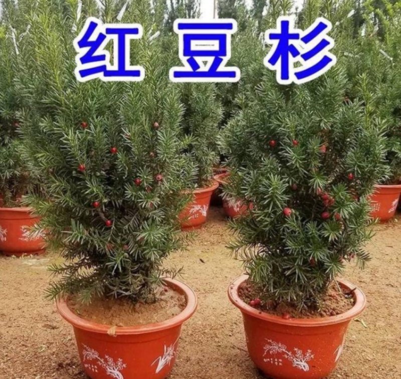 正宗曼地亚红豆杉盆栽苗室内四季绿植吸甲醛绿植耐寒植物