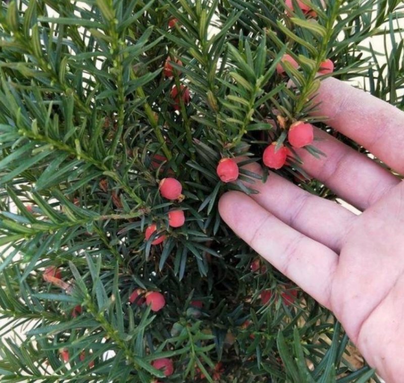 正宗曼地亚红豆杉盆栽苗室内四季绿植吸甲醛绿植耐寒植物