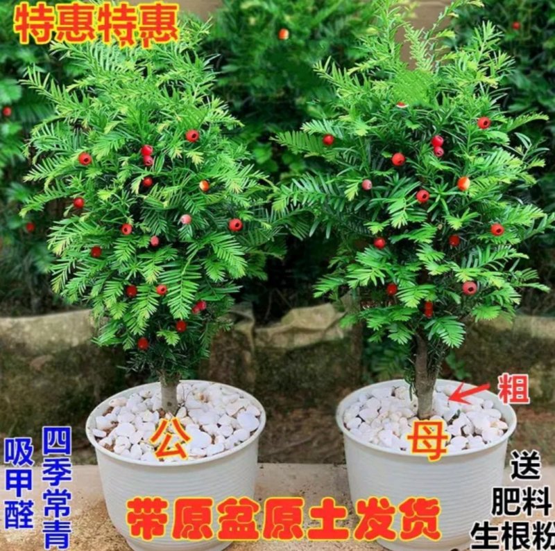 正宗曼地亚红豆杉盆栽苗室内四季绿植吸甲醛绿植耐寒植物