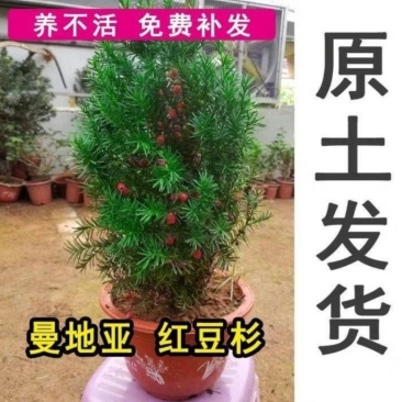 正宗曼地亚红豆杉盆栽苗室内四季绿植吸甲醛绿植耐寒植物