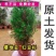 正宗曼地亚红豆杉盆栽苗室内四季绿植吸甲醛绿植耐寒植物